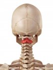 Eixo humano osso — Fotografia de Stock