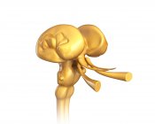 Cerebro medio humano, ilustración - foto de stock