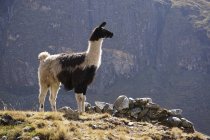 Lama auf einem Hügel stehend, el choro, Bolivien — Stockfoto