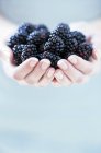 Female cupped hands with blackberries — Stock Photo