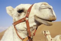 Vista ravvicinata della testa di cammello domestica — Foto stock