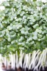 Close-up view of cress grass. — Stock Photo