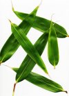 Green corn leaves — Stock Photo