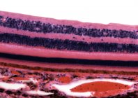 Retina. Micrografía ligera de una sección a través de la retina que muestra sus 10 capas . - foto de stock