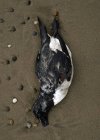 Mar muerto pájaro en la playa arena . - foto de stock