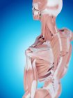 Anatomie de l'épaule humaine — Photo de stock