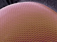 Occhio di vespa numerose lenti — Foto stock
