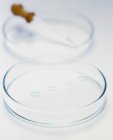Primer plano de placas de Petri con pipeta . - foto de stock