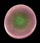 Actinocyclus sp. Одноклеточные водоросли диатома — стоковое фото
