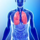 Anatomia saudável dos pulmões — Fotografia de Stock