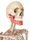 Anatomie osseuse de la mâchoire humaine — Photo de stock