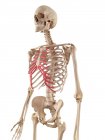 Cartilagine costale delle costole umane — Foto stock