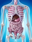 Скелетная система и внутренние органы — стоковое фото