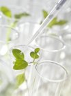 Green seedlings in test tubes, close-up. — Stock Photo