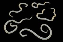 Parassita nematode del cane — Foto stock