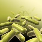 Bacterias en forma de varilla - foto de stock