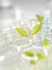 Green seedlings in test tubes, close-up. — Stock Photo