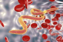 Mikrofilaria-Würmer im Blut — Stockfoto