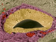Micrographie électronique à balayage coloré (MEB) d'une section à travers un organe olfactif (odorant) du fœtus connu sous le nom d'organe voméronasal (VNO), ou organe Jacobson . — Photo de stock