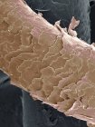 Human hair, coloured scanning electron micrograph (SEM). Magnification: x550 when printed at 10 centimetres wide. — Stock Photo