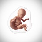 Idade do feto humano 23 semanas — Fotografia de Stock