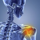 Bones of the neck and shoulder — Stock Photo