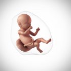 Human fetus age 40 weeks — Stock Photo