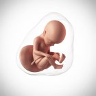 Human fetus age 27 weeks — Stock Photo