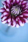 Primer plano de la flor de Dahlia sobre fondo azul . - foto de stock