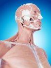 Neck musculature and structural anatomy — Stock Photo