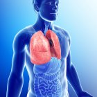 Anatomia polmonare sana — Foto stock