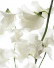 Close-up of white sweet pea flowers. — Stock Photo