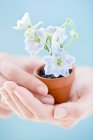 Mãos femininas segurando planta com flores em vaso . — Fotografia de Stock