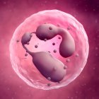 Human white blood cell — Stock Photo