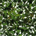 Primo piano delle foglie di cavolo riccio, cornice completa . — Foto stock