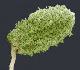 Цветной сканирующий электронный микрограф (СЭМ) древесного анемона (Anemone nemerosa) anther (мужская репродуктивная часть) покрытый пыльцой
. — стоковое фото