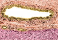 Клеточная скуктура желчного протока — стоковое фото