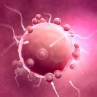 Оплодотворение яйцеклетки человека — стоковое фото