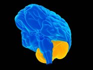 Упрощенная анатомия мозга — стоковое фото