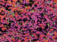 Bacterias Salmonella typhimurium - foto de stock
