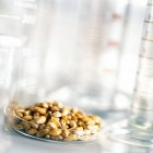 Wheat grains in petri dish with laboratory equipment for food research. — Stock Photo