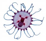 Световой микрограф (LM) медузы (молодого полипа) от гидроида Obelia geniculata . — стоковое фото