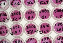 Tissue culture labelled wells with pink fluid and gel nourishes. — Stock Photo