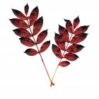 Autumn stems with leaves on white background. — Stock Photo