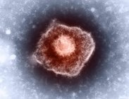 Varicella zoster virus particle — Stock Photo