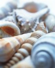 Conchiglie di lumache marine non identificate, cornice completa . — Foto stock