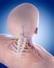 Cervical spine and blood supply system — Stock Photo