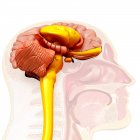 Anatomía del cerebro humano, ilustración - foto de stock