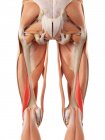 Human buttock muscles — Stock Photo