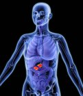 Gesunde Bauchspeicheldrüse und innere Organe — Stockfoto